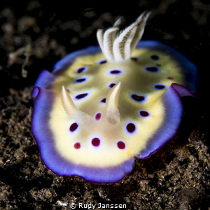 Nudibranch Mantle Kune's Chromodoris by Rudy Janssen 
